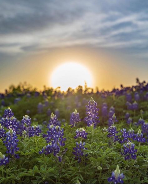 Instagram Texas on Instagram: “I (host @tx_redhead) have followed Travis for what feels like forever.  I love his content — his love for our great state of Texas and for…” Wolf Pictures, National Photography, Happy Earth, Here On Earth, Beautiful Landscape Wallpaper, Get Outdoors, Drawing Images, Blue Bonnets, Close To Home