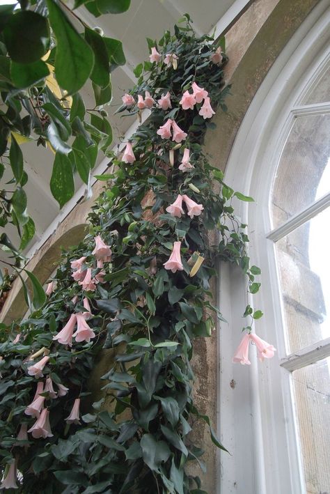 Chilean Bellflower, Lapageria Rosea, Cute Plants, 동화 삽화, Plant Problems, Sweet Violets, Flower Farmer, Nothing But Flowers, Flower Therapy