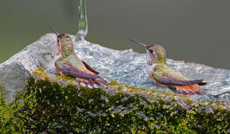 Humming Bird Bath Fountain, Hummingbird Water Fountain, Hummingbird Bath Fountain, Diy Hummingbird Bath, Hummingbird Bath Fountain Diy, Hummingbird Care, Hummingbird Fountain Bath, Humming Bird Bath, Hummingbird Bath