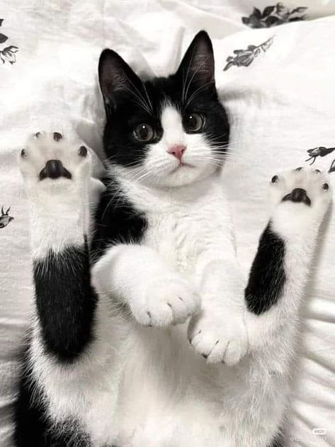 Tuxedo Cats, Funny Cat Memes, Funny Cute Cats, Cute Cats And Dogs, Silly Cats, Pretty Cats, Beautiful Cats, 귀여운 동물, White Cat