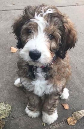 Medium Bernedoodle, Bernedoodle Puppy, Good Dog, The Ozarks, Goldendoodle Puppy, Doodle Dog, Cute Dogs And Puppies, Bernese Mountain Dog, Labradoodle