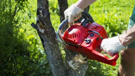 Whether a tree is leaning, damaged, or just in the wrong place, a tree removal service can cut it down and often dispose of it for you. Essentially, tree removal jobs are priced based on the height of the tree, but we’ll go over some other factors that also impact tree removal costs. Tree Removal Cost, Tree Transplanting, Short Trees, Beach Tree, Tree Removal Service, Stump Removal, Tree Removal, Removal Company, This Old House