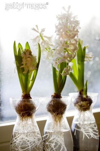 white hyacinths - beautiful Flower Bulbs Indoors, Acacia Baileyana, White Hyacinth, Growing Bulbs, Bulb Vase, Spring Garden Flowers, Garden Bulbs, Plant Decor Indoor, Spring Bulbs