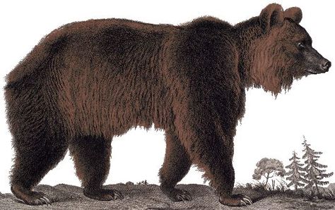 Old Ephraim - Wikipedia, the free encyclopedia Western Black Rhinoceros, Atlas Bear, Short Faced Bear, Bear Species, Black Rhinoceros, Bear Totem, Ancient Drawings, Cave Bear, Habitat Destruction