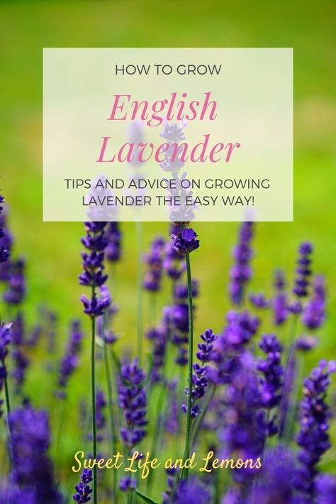 English Lavender Plant, Roses Garden Care, Lavender Care, Gemüseanbau In Kübeln, Rose Garden Landscape, Rose Gardening, Growing Lavender, English Lavender, Lavender Plant