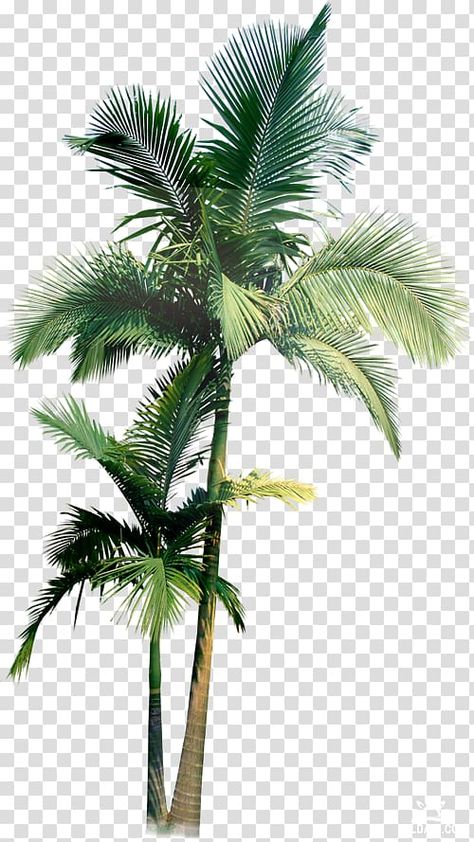 Tree Png Photoshop, Frame Background Png, Palm Tree Png, Green Palm Trees, Tree Photoshop, Trees Png, Palm Tree Vector, Tree Pictures, Tree Background