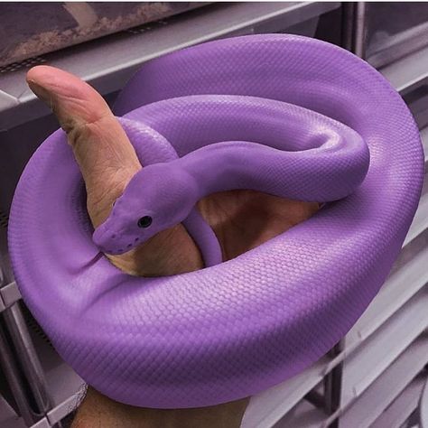 Purple Python on the South Coast of England ~.~ Aesthetics Purple, Ball Python Pet, Baby Snakes, Cool Snakes, Colorful Snakes, Pretty Snakes, Snake Wallpaper, Purple Snake, Cute Snake