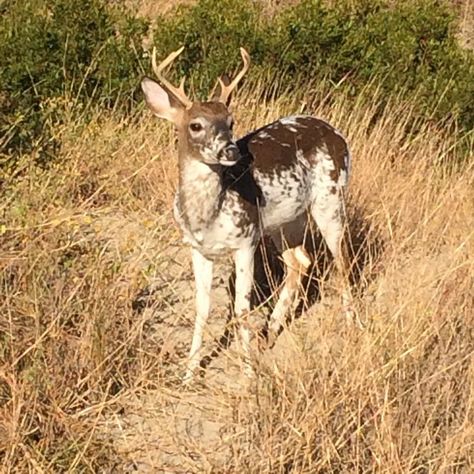 Piebald Animals, Piebald Deer, Seabrook Island, Wolf Images, Deer Pictures, Forest Creatures, Oh Deer, Large Animals, Stuffed Animal Patterns