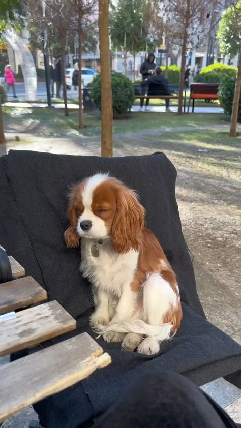 Quite Pictures, Dogs With Owners, King Charles Dog, King Charles Cavalier Spaniel Puppy, Cute Animals Puppies, Dogs Cute, Very Cute Dogs, Spaniel Puppies, Best Dog Breeds