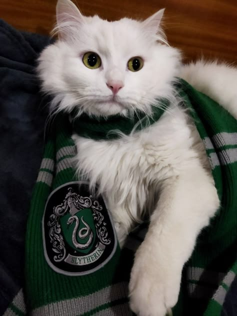 Hogwarts Animals, Slytherin Princess Aesthetic, Hogwarts Outfits Gryffindor, Slytherin Core, Harry Potter Cat, Harry Potter Pets, Slytherin Princess, Slytherin Girl, Slytherin Things