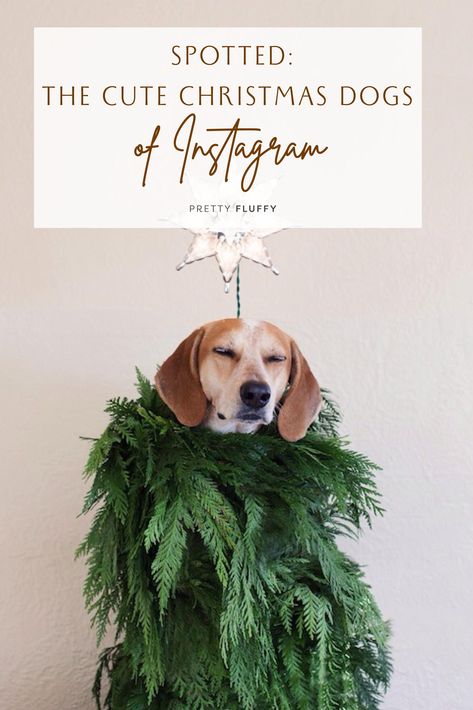 WARNING: Seriously cute Christmas dog photos ahead! We’re spreading pooch-inspired holiday cheer with our round-up of the cutest Christmas dogs on Instagram. Funny Dog Christmas Cards Photo Ideas, Dog Christmas Photoshoot Ideas, Diy Dog Christmas Photoshoot, Dog Christmas Photo Ideas, Christmas Puppy Photoshoot, Christmas Dog Photos, Dog Holiday Photos, Dog Holiday Photoshoot, Christmas Picture Ideas With Dogs