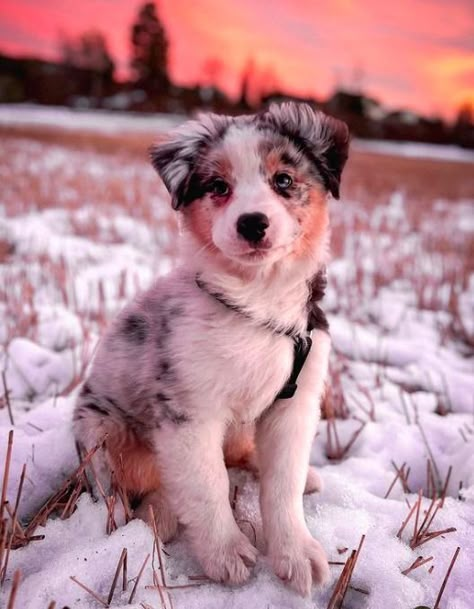 Two Australian Shepherds, Australian Shepherd Blue Merle Puppy, Mini Australian Shepherd Blue Merle, Aesthetic Australian Shepherd, Australian Shepherd Wallpaper, Blue Australian Shepherd, Red Merle Australian Shepherd Puppy, Australian Shepherd Aesthetic, Blue Merle Australian Shepherd Puppy