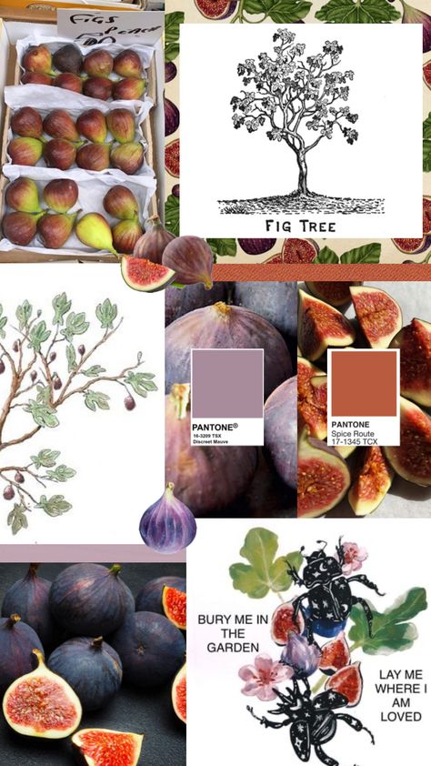 Fig Fruit Aesthetic, Figs Color Palette, Fig Color Aesthetic, Figs Aesthetics, Fig Color Palette, Fig Tree Aesthetic, Red Nature Wallpaper, Fig Wallpaper, Fig Aesthetic