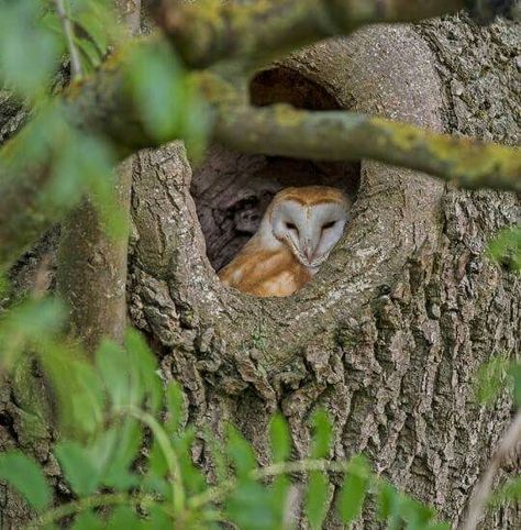 Barn owls are known as "cavity dwellers" meaning they do not build nests. Instead they reside in cavities of trees, lofts of barns and in vacant buildings as well as silos. They regurgitate their pellets (hair and bones of rodents they can't digest) and use the pellets as nesting material. With the destruction of old dwellings and trees their habitats are shrinking as are their numbers. By providing a safe habitat for the barn owls you are joining a worldwide conservation cause. Owl Habitat, Owl Pellets, Barn Owls, Owl Tree, Bone Art, Beautiful Owl, Bird Pictures, Barn Owl, Birds Of Prey