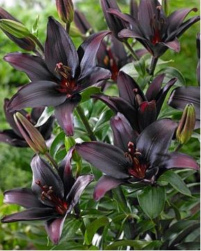 Black lily Asiatic Lily, Goth Garden, Lily Garden, Gothic Garden, Lily Bulbs, Inspiration Tattoos, Asiatic Lilies, Flower Store, Black Garden