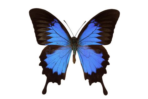 Papilio ulysses (butterfly). On white , #AD, #ulysses, #Papilio, #white, #butterfly #ad Ulysses Butterfly, Images Of Peace, Butterfly Drawing, Butterfly Tattoo, Blue Butterfly, Butterfly Print, Drawing Reference, Stock Photography, Tatting