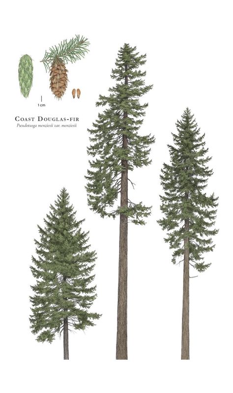 Fir Tree Aesthetics, Doug Fir Tattoo, Douglas Fir Tree Drawing, Douglas Fir Tattoo, Forest Shrubs, Pseudotsuga Menziesii, Douglas Fir Tree, Types Of Trees, Conifer Trees