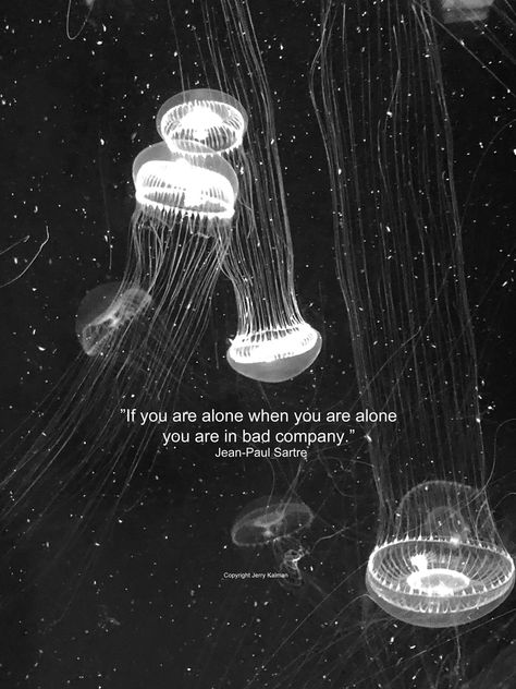 It's the birthday of #French author #Jean-PaulSartre and his interesting #quote is set against a group of #jellyfish at the #LongBeachAquarium.  If this #quotograph speaks to you please #repost it Group Of Jellyfish, Long Beach Aquarium, Jellyfish Quotes, Princess Jellyfish, A Group, Jellyfish, Under The Sea, Art Images, Fine Art