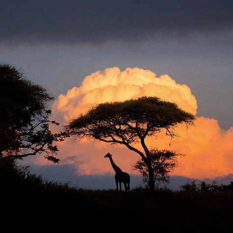 Savanna Tree, Safari Art, Africa Photography, African Sunset, Tanzania Africa, Africa Safari, To Infinity And Beyond, Jolie Photo, Canon Photography