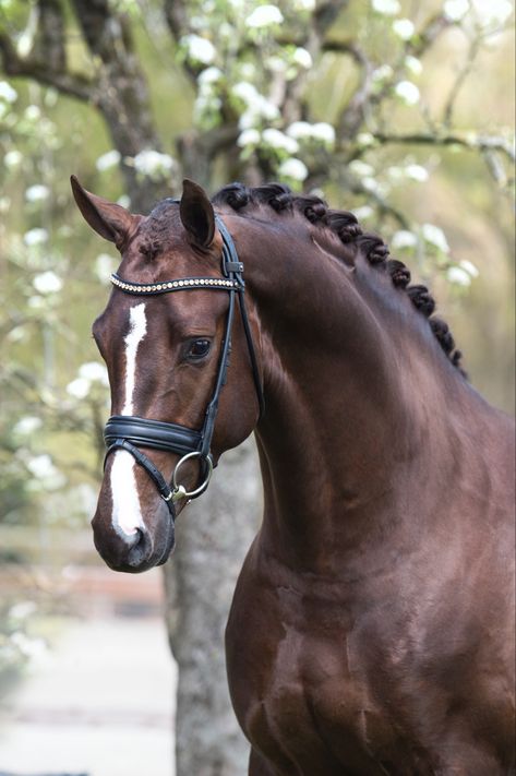 Flaxen Liver Chestnut Horse, Liver Chestnut Horse Jumping, Dark Chestnut Horse, Warmblood Horses Jumping, Liver Chestnut Horse, Chestnut Horses, Liver Chestnut, Irish Sport Horse, Headstalls For Horses