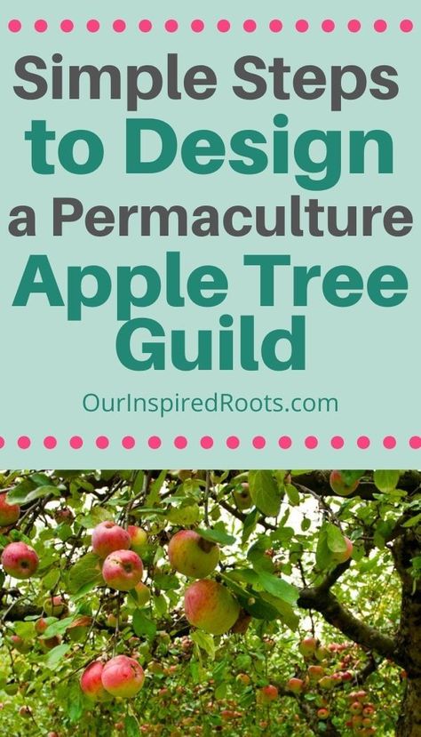 Wondering how to create and design your own apple tree guild? Here is a great guide that will help you get started with fruit tree guilds! #permaculture #gardening Apple Tree Guild, Tree Guild, Planting Apple Trees, Apple Tree Care, Food Forest Garden, Growing Fruit Trees, Crabapple Tree, Permaculture Design, Permaculture Gardening