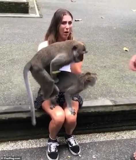 Get a room for your monkey business! Tourist is mortified as primates start ha | Daily Mail Online Funny Picture Gallery, Monkey Forest, High Pictures, Funny Animal Photos, Monkeys Funny, E Sports, Monkey Business, Daily Funny, Farm Heroes