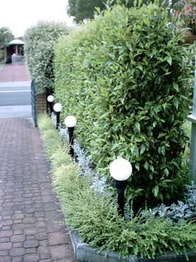 Port Wine Magnolia is an excellent screen hedge for privacy. Magnolia Hedge, Fenceline Landscaping, Tree Hedge, Flagpole Landscaping Ideas, Garden Remodel, Hedge Ideas, Screening Ideas, Screening Plants, Cold Climate Gardening