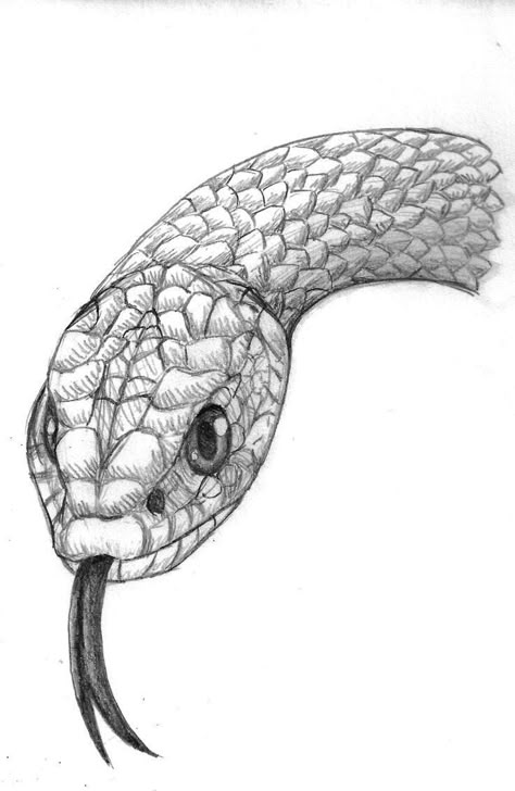 Snake Sketch, Where Tattoo, Fish Sketch, Snake Drawing, Book Drawing Ideas, Stippling Art, Scratch Book, Draw Step By Step, Snake Head