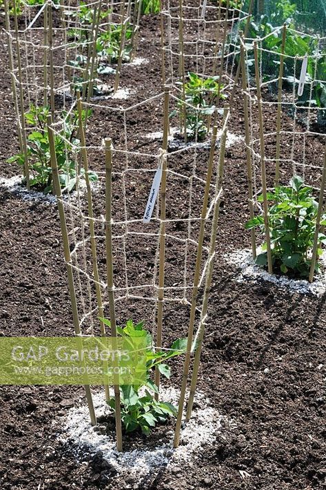 Young Dahlia plant with support frames and crushed shells to protect against slug attack Dahlia Supports Diy, Dahlia Support Ideas, Dahlia Support, Dahlia Plant, Garden Education, Dahlia Flower Garden, Flower Support, Gary Smith, Dahlia Garden