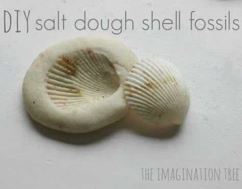 Create shell and nature imprints in salt dough to make fossil-like treasures from adventures this summer! Diy Fimo, Imagination Tree, Dinosaur Crafts, Salt Dough, Beach Crafts, Ocean Themes, Shell Crafts, Nature Crafts, Summer Crafts