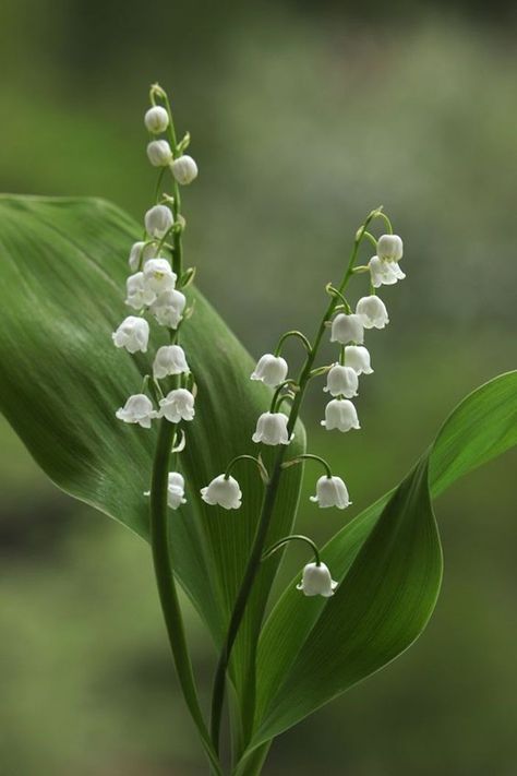 What are the birth month flowers and their meaning? Lily Of The Valley, The Valley, White Flowers, Lily, Flowers, Green, White