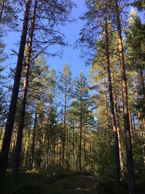 Sweden Forest Aesthetic, Swedish Forest Aesthetic, Sweden Travel Aesthetic, Fictional Aesthetic, Sweden Forest, Swedish Forest, Sweden Aesthetic, Sweden Nature, Eco Warrior