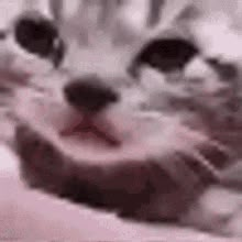 Sad Cat GIF - Sad Cat Sunakook - Discover & Share GIFs Sobbing Gif, Crying Gif, Cat Crying, Cat Emoji, Cat Boarding, Funny Cat Videos, Silly Cats, Cat Gif, Animal Gifs