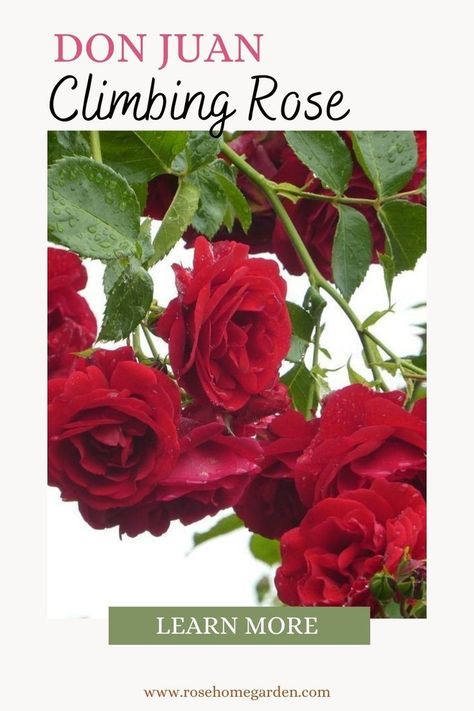 garden ideas, red roses, climbing roses Don Juan Rose, Climbing Rose, Rose Varieties, Types Of Roses, Symbol Of Love, Rose A, Don Juan, The Don, Romantic Garden