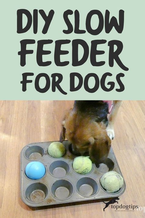 My Labrador eats like she's never seen food before! If your dog eats like that too, you need to slow him down with a DIY slow feeder for dogs. Slow Dog Feeder, Slow Feeder Dog Diy, Diy Dog Slow Feeder, Diy Slow Feeder Dog Bowl, Dog Feeder Diy, Dog Slow Feeder, Dog Eats, Slow Feeder Dog, Easy Dog Treat Recipes