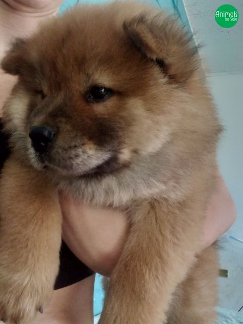 ❤️- Filhote de Chow Chow -❤️ - Anunciante: Rafaela - Cidade: #Olinda/PE - Entrega: no Estado de PE - Valor: consultar - Contato: 81984432593 #chowchow #filhotedechowchow Chow Chow, Olinda