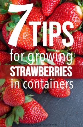 Strawberries Growing, Growing Strawberries In Containers, How To Grow Strawberries, Everbearing Strawberries, Gemüseanbau In Kübeln, Strawberries In Containers, Grow Strawberries, Strawberry Pots, Strawberry Planters