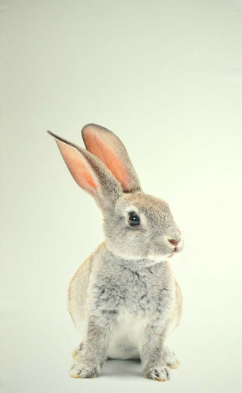 Bunnies Photography, Rabbit Pictures, Rabbit Photos, Beautiful Rabbit, Bunny Drawing, Pet Bunny, Bunny Pictures, Bunny Art