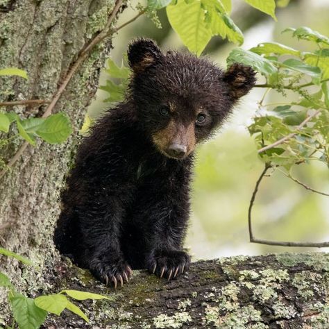 Black Bear Cub, American Black Bear, Carnival Of The Animals, Bear Paintings, American Animals, Young Animal, Bear Pictures, Bear Cub, Vintage Teddy Bears