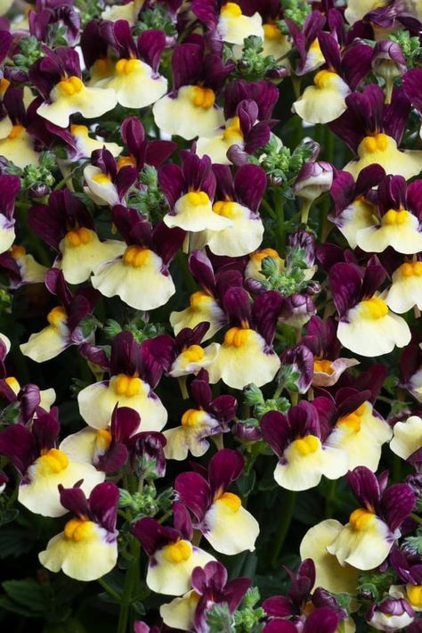 This month we are focused on embracing fragrance to the fullest! Keep your garden smelling fresh and perfumed with the Nemesia Escential Series plants. Bred for fragrance and optimal flowering, they are a staple for the garden when it comes to aroma and heat tolerance. vF 4-30-21 Nemesia Plant, Nemesia Flowers, Plant Notes, Shade Perennials, Plant Tags, Raspberry Lemonade, Garden Borders, Flower Box, Fragrant Flowers