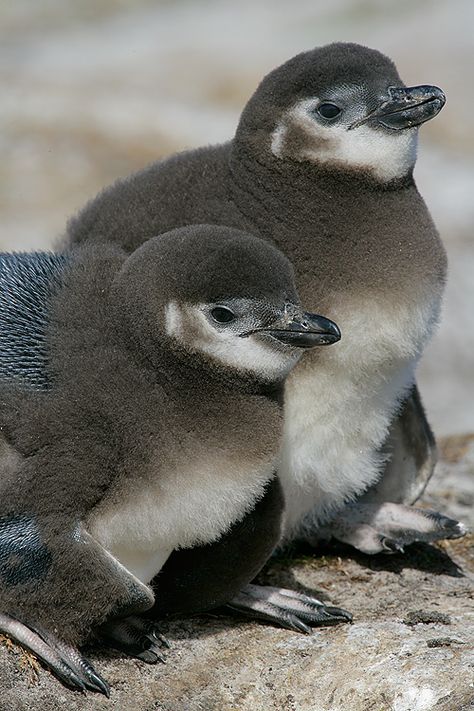 Baby Galapagos Penguin |Magellanic Penguin chicks, Sea Lion Island, Falklands. Macaroni Penguin, Galapagos Penguin, Magellanic Penguin, Snow Animals, Penguin Party, Southern States, Tibetan Mastiff, Penguin Love, Baby Penguins