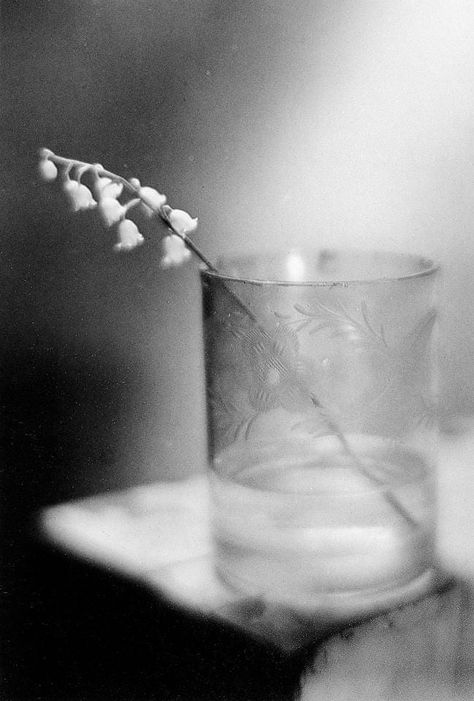 Josef Sudek, Island Jewelry, Still Life Photos, Black And White Photograph, Black White Photos, Arte Floral, Cebu, Lily Of The Valley, Life Photography