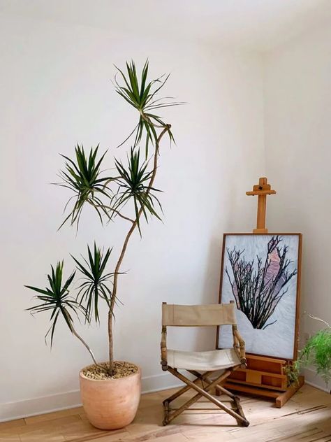 Hawaii Design, Tall Indoor Plants, Indoor Plants Styling, Umbrella Tree, Indoor Tree, Corner Plant, Dragon Tree, Indoor Trees, Cool Shapes