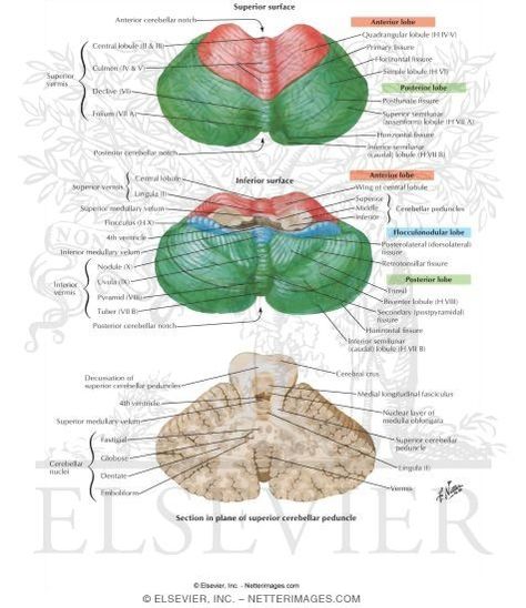 cerebellum - Google Search Cerebellum Anatomy, Cerebellar Ataxia, Brain Project, Brain Anatomy And Function, Medical Images, Human Body Organs, Brain Surgeon, Medical Animation, Brain Anatomy