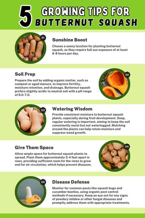 Infographic titled 'Growing Tips for Butternut Squash.' Explore five essential tips for successful cultivation of butternut squash, including selecting a sunny location, preparing the soil with organic matter, providing proper spacing, ensuring consistent moisture, and implementing pest and disease control measures. Enhance your butternut squash gardening with these valuable tips and enjoy a bountiful harvest of this versatile winter squash. Growing Butternut Squash, Planting Veggies, Growing Squash, Garden Hacks Diy, Squash Plant, Squash Vegetable, Vegetable Garden Tips, Veggie Patch, Growing Tips