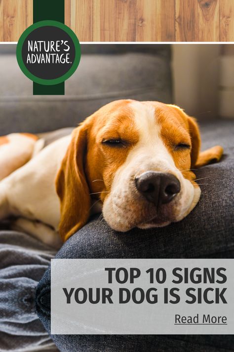 If something seems off with your dog, it’s normal to be concerned. Like many pet parents, you may be unsure at what point you should take your dog to the vet, or what signs to look for that indicate your precious pup is truly ill. There are several common signs you may see when a dog is sick. If you notice any of the below symptoms, you should seriously consider a vet visit for your pooch. When Your Dog Is Sick Quotes, Sick Dog Symptoms, Cushings Disease In Dogs, Teeth Diseases, Dog Upset Stomach, Dog Collapsed Trachea, Sick Dog, Eyes Problems, Dog Eating