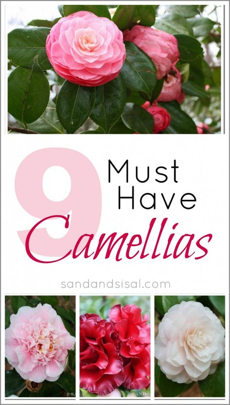 9 Must Have Camellias by Sand and Sisal Camillia Bush Landscape, Red Zinnia, Camellia Tree, Camelia Flower, Camellia Plant, Southern Garden, Beautiful Yards, Camellia Flower, Landscaping Plants