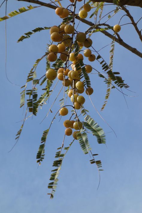 Photo of the fruit of Indian Gooseberry (Phyllanthus emblica) posted by mellielong - Garden.org Indian Gooseberry, Fruit Plants, Tampa Fl, The Fruit, Photo Location, Fruit Trees, Ayurveda, Terms Of Service, Botanical Gardens