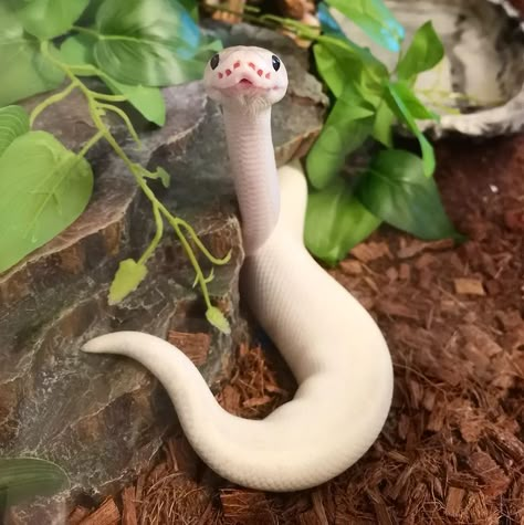 Aesthetic Snakes, Small Snake, Cute White Snake, White Ball Python, White Snake, White Snake Aesthetic, White Snakes Aesthetic, Pet Snakes Aesthetic, Snake Pets Aesthetic