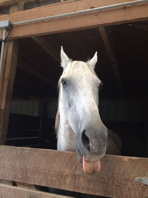 Snowy - Fleabitten grey thoroughbred Fleabitten Grey Horse, Flea Bitten Horse, Fleabitten Horse, Flea Bitten Grey Horse, Carson Core, Grey Thoroughbred, Preppy Equestrian, Grey Horses, Horsey Life